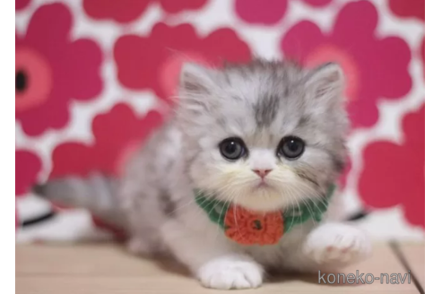 成約済の東京都のミヌエット-75047